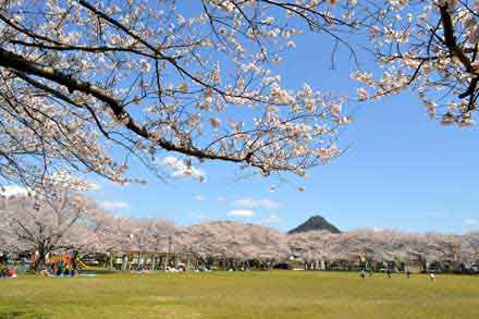 豊橋公園のサクラ🌸開花を調べに行きました！｜🍀GreenSnap（グリーンスナップ）