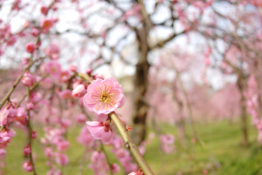 春、真っ盛り !! ところで、「梅」、「桃」、「桜」の見分け方、わかりますか？ 季節・暮らしの話題 2015年04月13日- 日本気象協会tenki.jp
