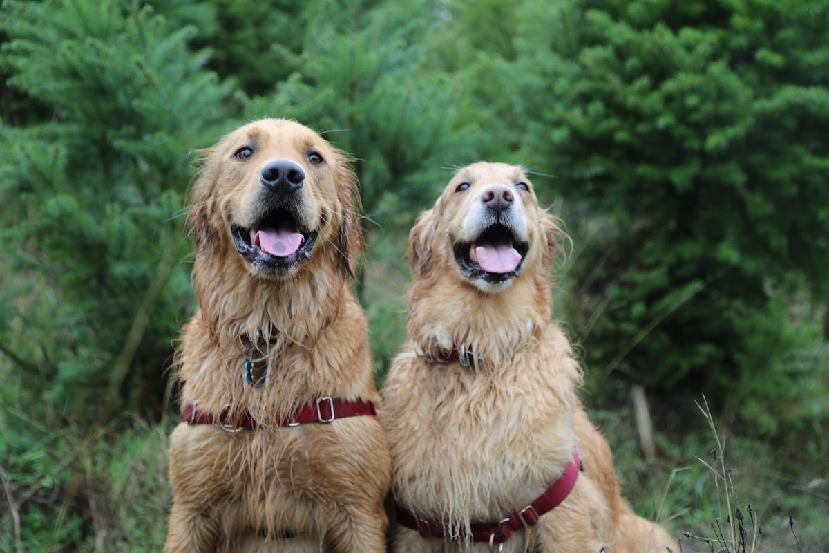 犬は兄弟や親子を認識している？いぬコーチ