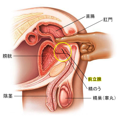 前立腺マッサージ」の人気タグ記事一覧｜note ――つくる、つながる、とどける。