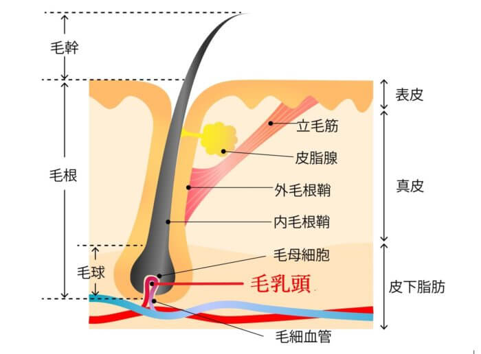 毛抜きでヒゲを抜くと生えなくなる？｜髭の自己処理方法の比較とヒゲをなくす方法 | エピステ