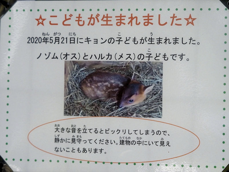 房総半島で大繁殖、キョン北上阻止作戦 千葉県が集中捕獲へ : 読売新聞