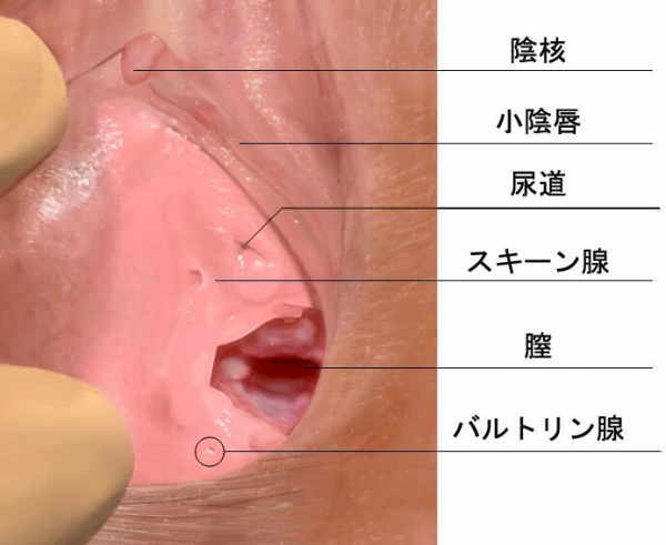 駿河屋 -【アダルト】<中古>足ツボマッサージで性欲のツボを刺激してパンツが濡れるほど興奮しちゃった女性客をハメて膣内射精する! /  葵こはる・芦名ユリア