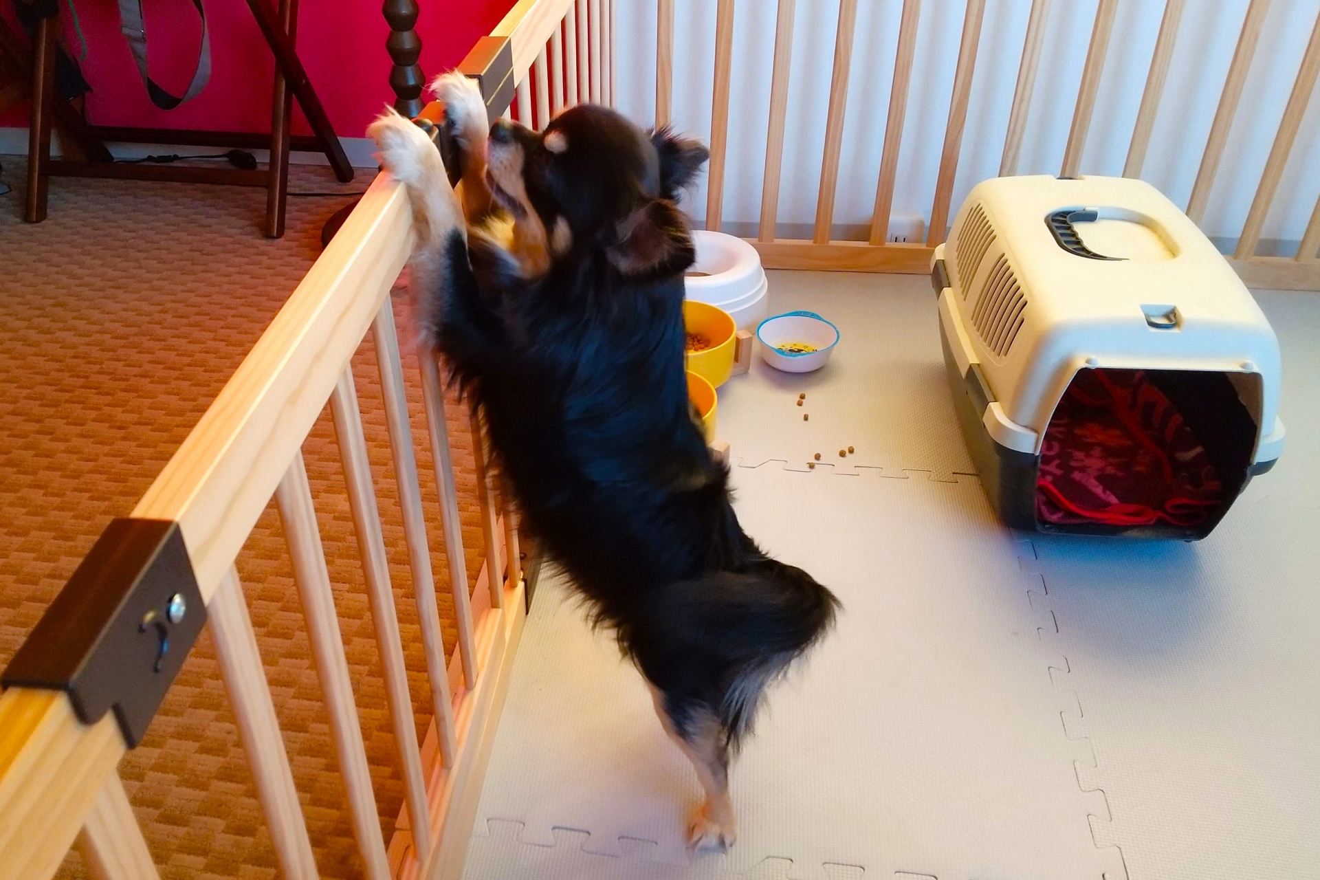 犬用の部屋のおしゃれなレイアウト方法を紹介