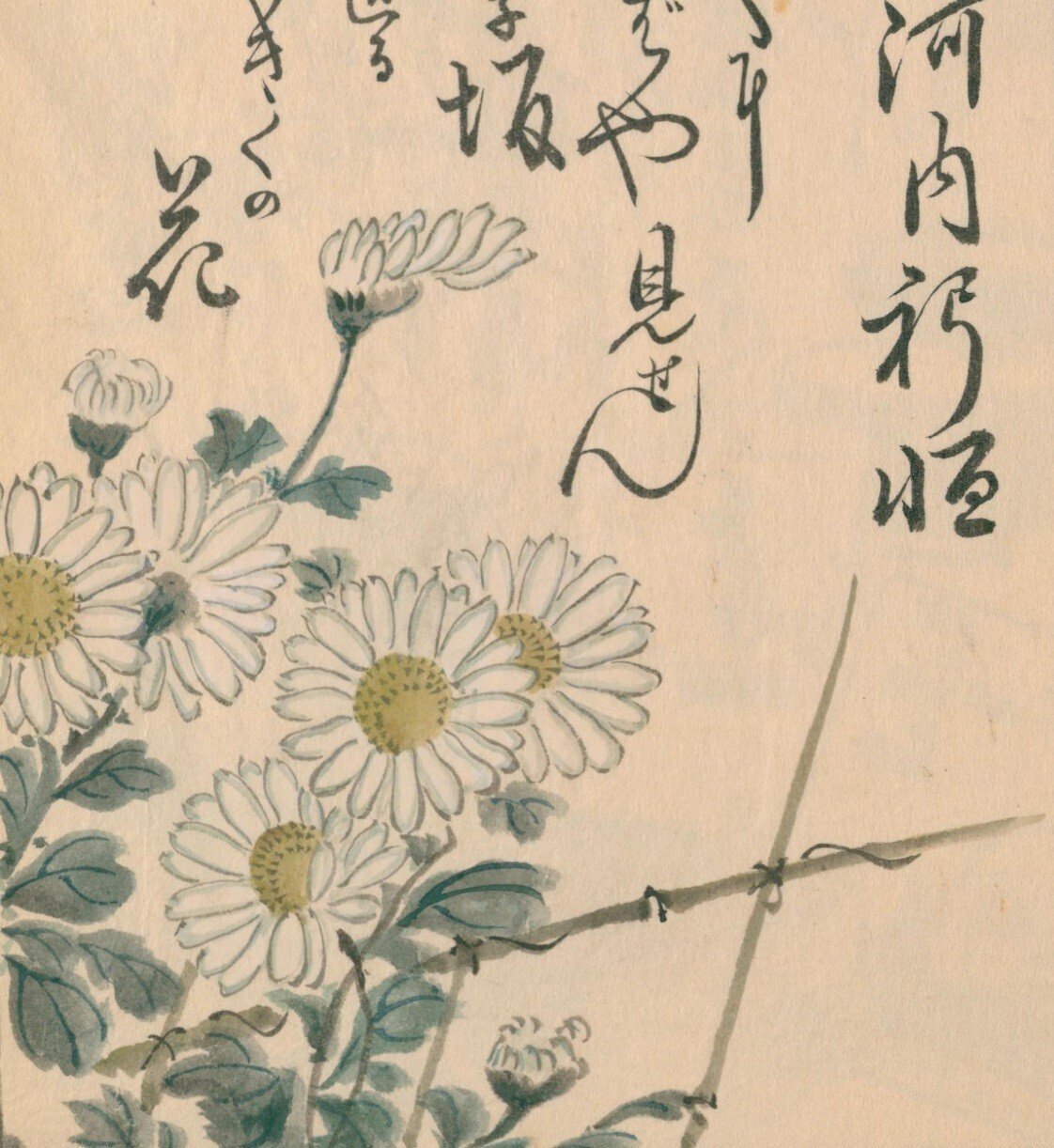 キク (Chrysanthemum grandiflorum)