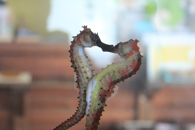 竜の落とし子」という名前から、竜の化身とも言われ縁起の良い生き物とされるタツノオトシゴ。 動画は、先日伊勢のめおと横丁で見たタツノオトシゴです。オスが出産する珍しい生態をしていて、お腹が大きな子も、出産後なのかお腹がぺったんこの子もいました。 今日で辰