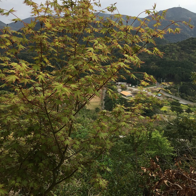 早春のやなぎやま・柳山アグリランド薩摩川内市観光物産ガイド こころ