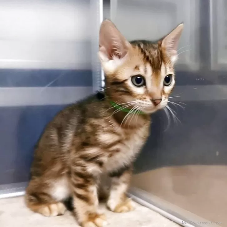 くりくりお目目の可愛い男の子パグ