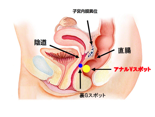 ド変態女たちのズボズボアナルオナニー ｜ マニアックch×mpo.jp ｜