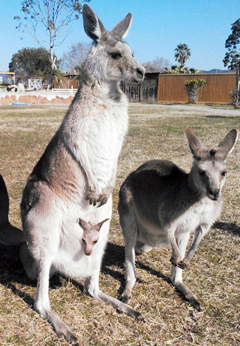 そっくり親子OH！カンガルーブログ金沢動物園公式サイト公益財団法人 横浜市緑の協会