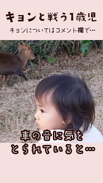 キョン」第35回アニマル”しっかり”みるみるKURU KURA くるくら