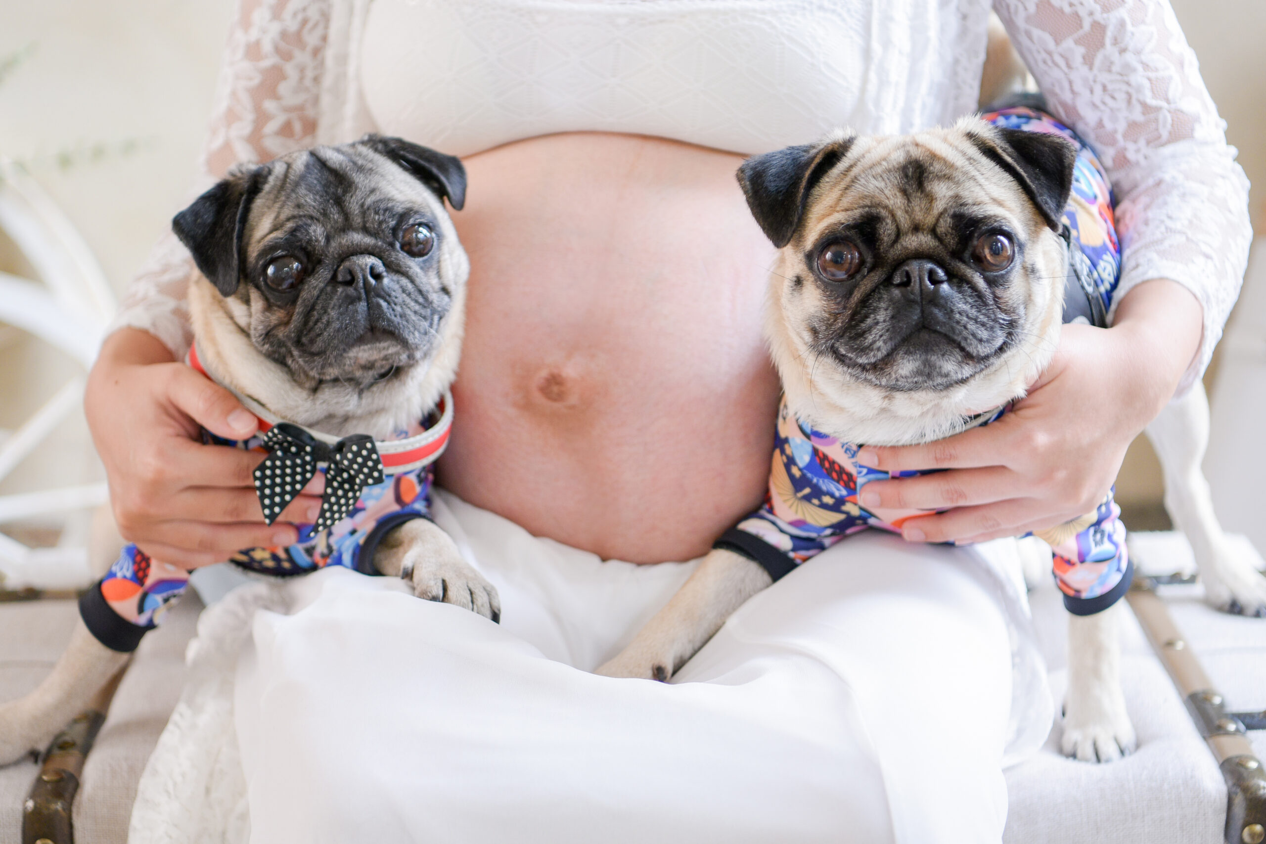 これでOK 犬と一緒にマタニティフォト成功に導く5つのポイント〜貸切スタジオなら大阪の阿部写真館〜 - 結婚写真・フォト ウェディングのお役立ち情報阿部写真館-大阪本町靭公園店