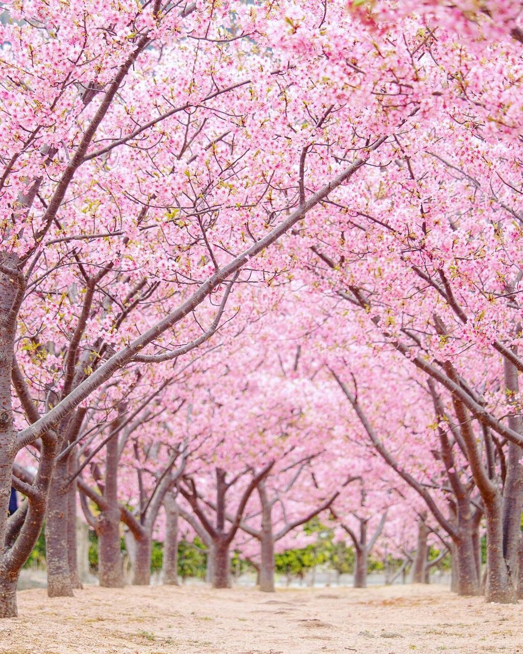 津久見市四浦の河津桜を見に行こう！ 四浦の展望所～保戸島の見える海岸まで一本クヌギ・スピードウェイ