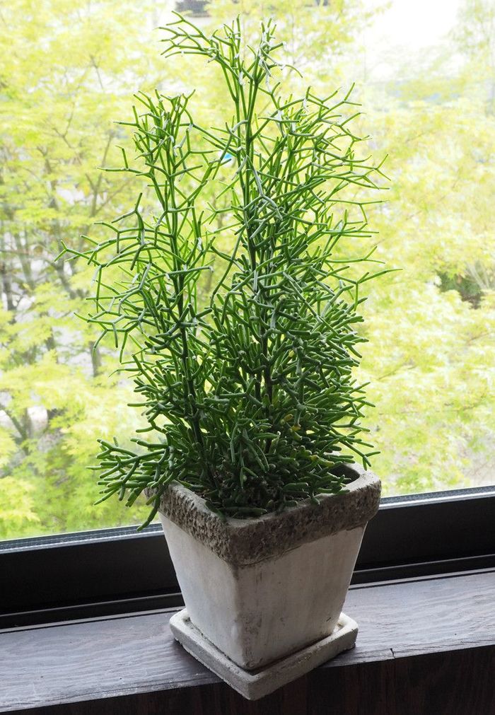 一人暮らしで家を空けがちだけど、植物を育てたい」 おすすめ植物6つ やってはいけないこと＆不在時対処法