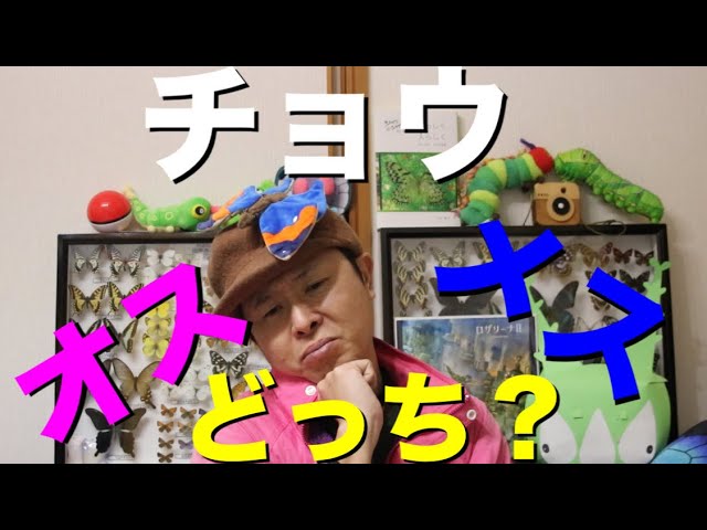 1月21日に投稿しました「昭和の結婚式」の銚子の写真ですが、雄蝶雌蝶の付け方がまちがっておりました。申し訳ございませんでした。訂正いたします。小平ふるさと村昭和の結婚式雄蝶雌蝶