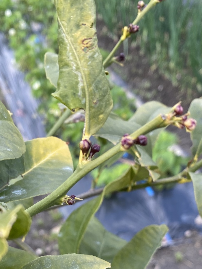 初めてのレモン すっぱいリアクションが可愛すぎた First Lemon byちゅん - YouTube