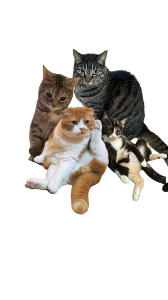 カーリング吉田知那美「久しぶりにヒールがある靴を」 私服コーデ＆ハーフツインテール「可愛い」 - ライブドアニュース