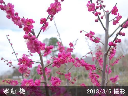 いろいろな梅の花なんでも梅学