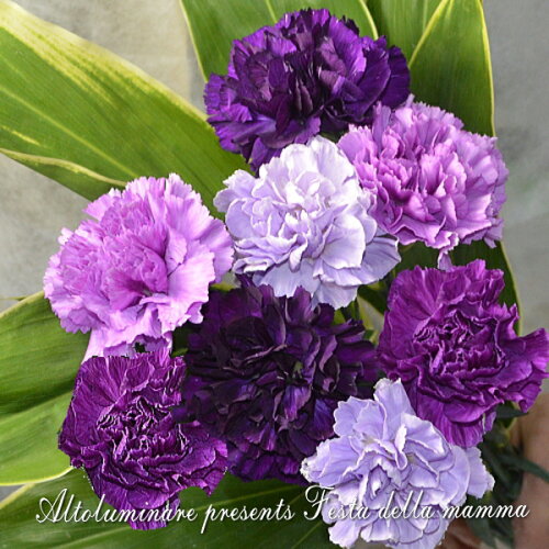 母の日飾り 装飾 母の日ギフト・飾り付けなら、カーネーション造花・装飾ポップ・手作りキットが満載販促物・販促通販の POPGALLERY ポップギャラリ