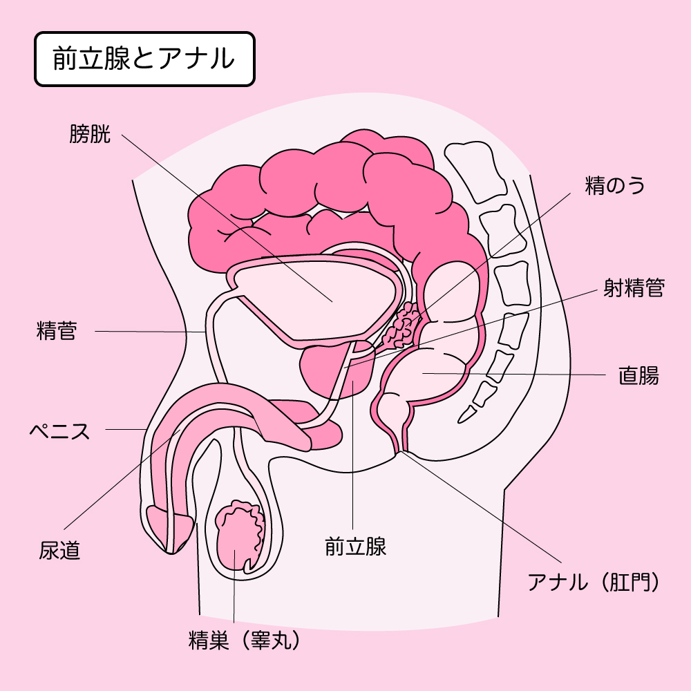 アナニーにハマったので無限ケツイキ生配信します - ほしえだ亭