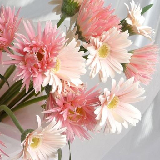 4月の誕生花一覧 ギフトにぴったりな花言葉も紹介ギフカル