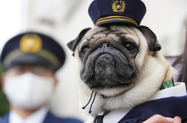 パグ 結婚できない男TikTok