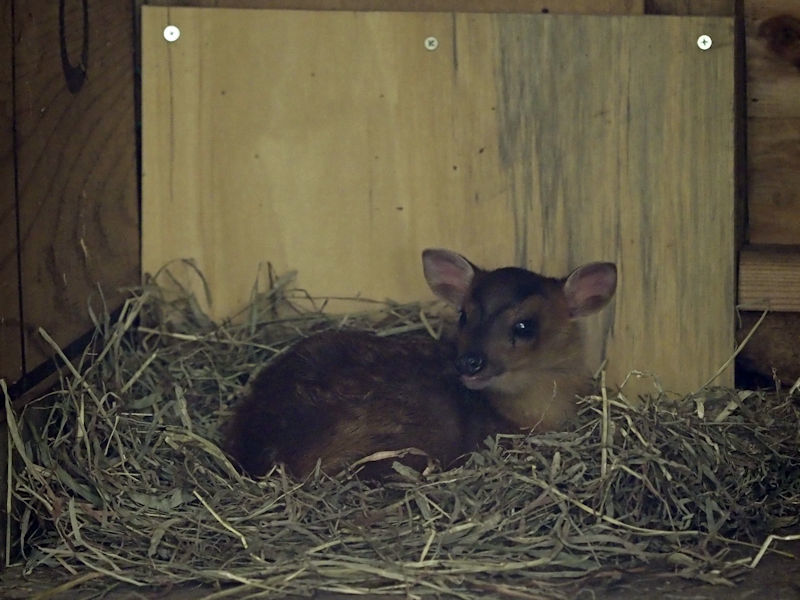 奇妙な鳴き声が聞こえていたので前の水路にキョンの赤ちゃんが。落ちてしまったのかな。キョン赤ちゃんかわいいけど