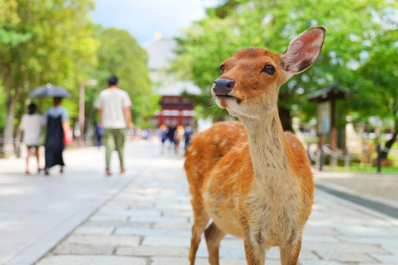 ☑️店内の様子, 意外に広く, ２０名席、４名席×３、カウンター席×４,