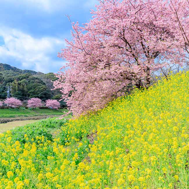 河津桜まつり2025 開花予想、桜の名所、注意点など、2月の東京近郊のお花見ガイド