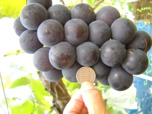 山形直送計画 山形県産ぶどう 藤稔 ふじみのり– Hinataぶどう園