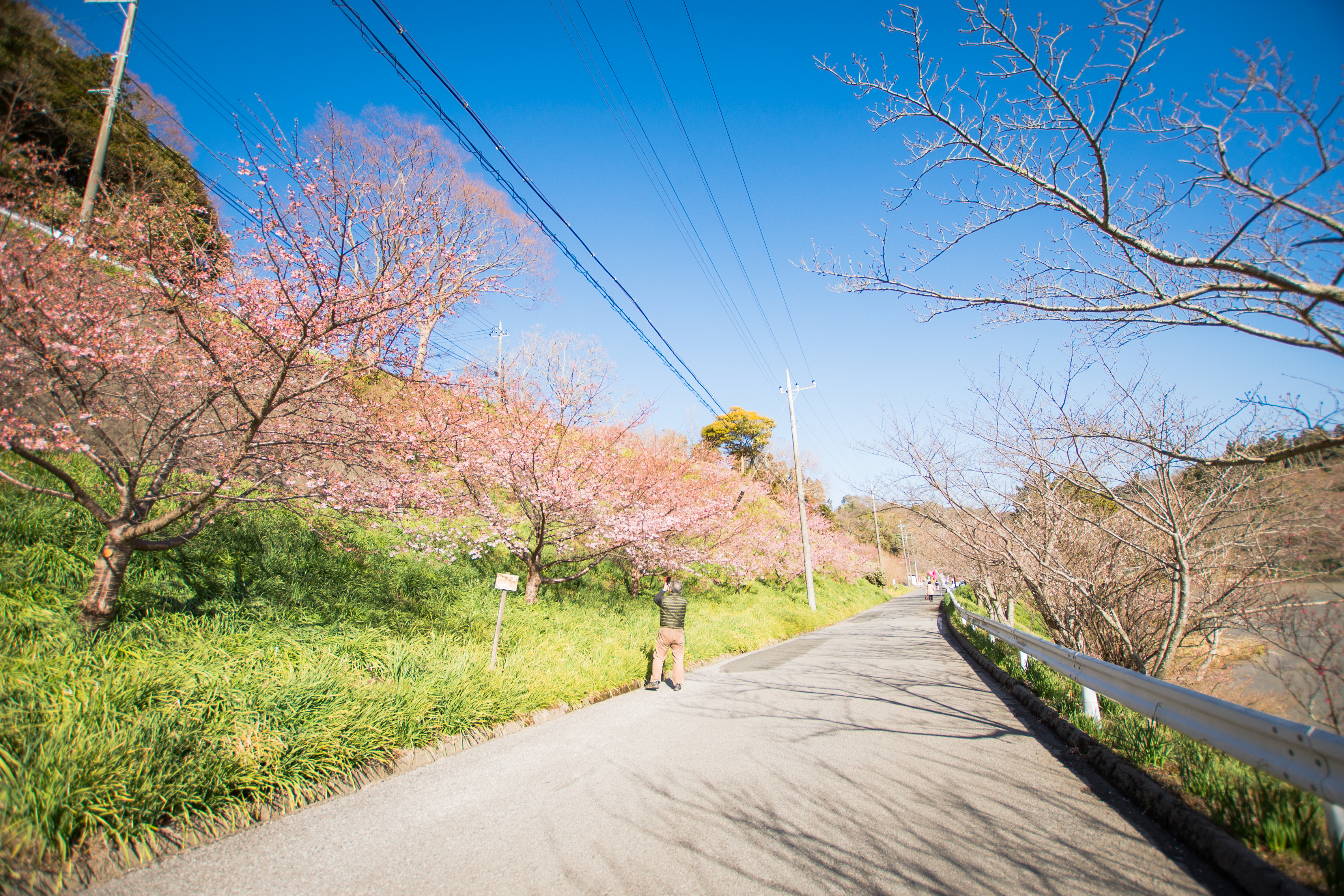 秩父市で花見散歩: 「夫婦で歩くスイスアルプス」ブログ
