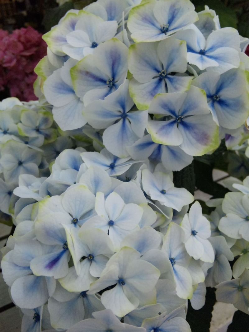 子供たちの誕生月の花のタトゥー。バラは愛のため。Kelsie at Scarlet Ravenで施術。 Lincoln, Ne: r tattoos