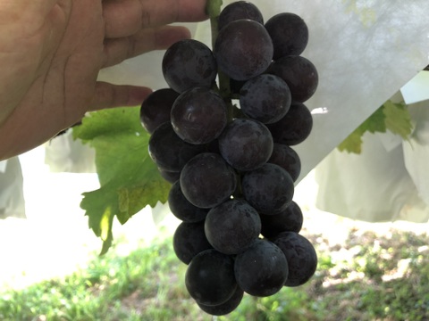 南アルプス市のブドウＪＡ南アルプス市オンラインショップ - 道の駅しらね農産物直売所