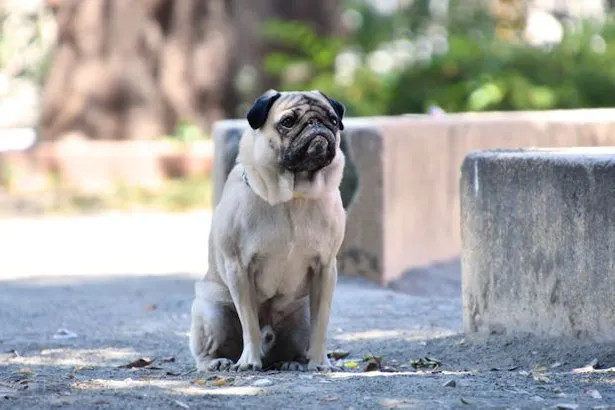まだ結婚できない男の「パグ」が人気 犬だけど「演技力」がスゴい！: J-CAST ニュース 全文表示