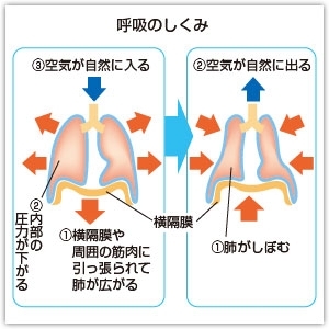 風呂敷 ふろしき 宇野千代 ふわり桜