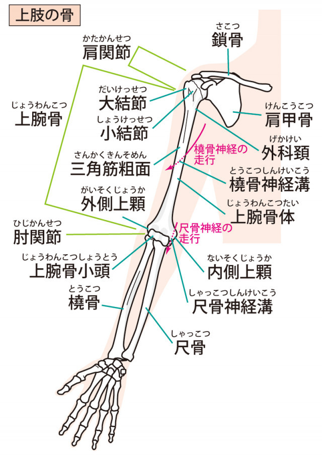 キツマン女性の特徴とは？締め付けを良くする膣トレも紹介！｜風じゃマガジン