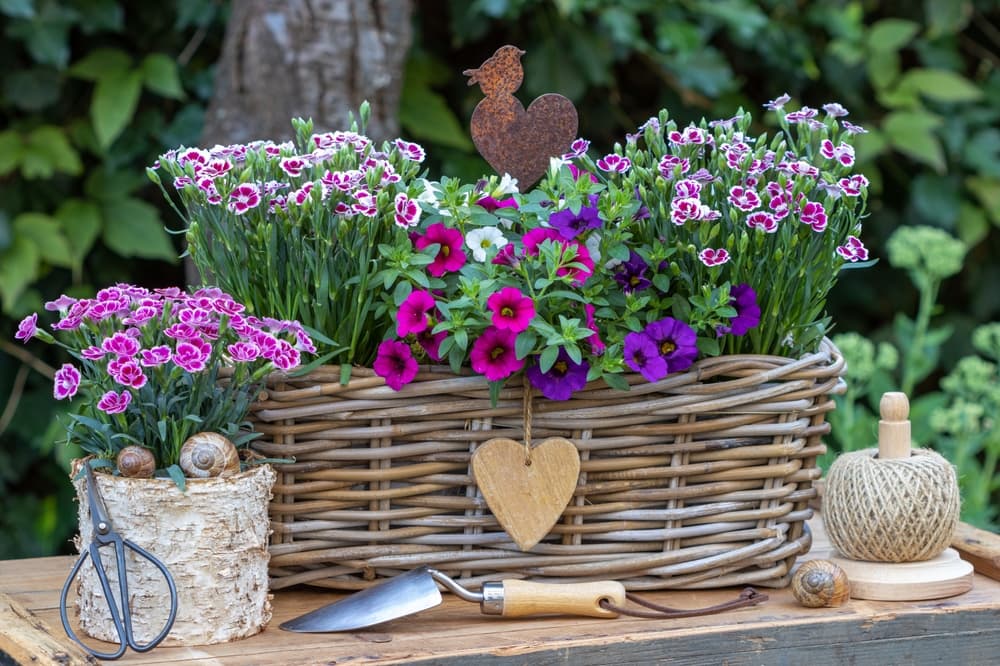 一人暮らしは花で部屋に彩りをおすすめの花と選び方や飾り方観葉植物・お花の通販 AND PLANTSアンドプランツ