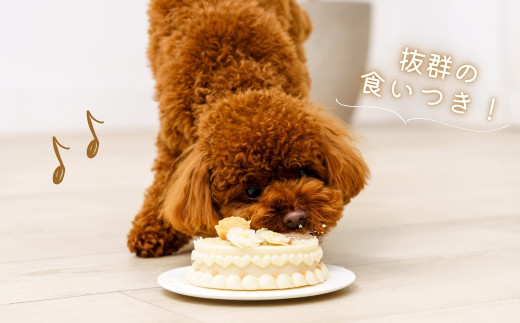 愛犬の誕生日をお祝い！おすすめの方法と押さえておきたいポイント - COCOペットジャーナル