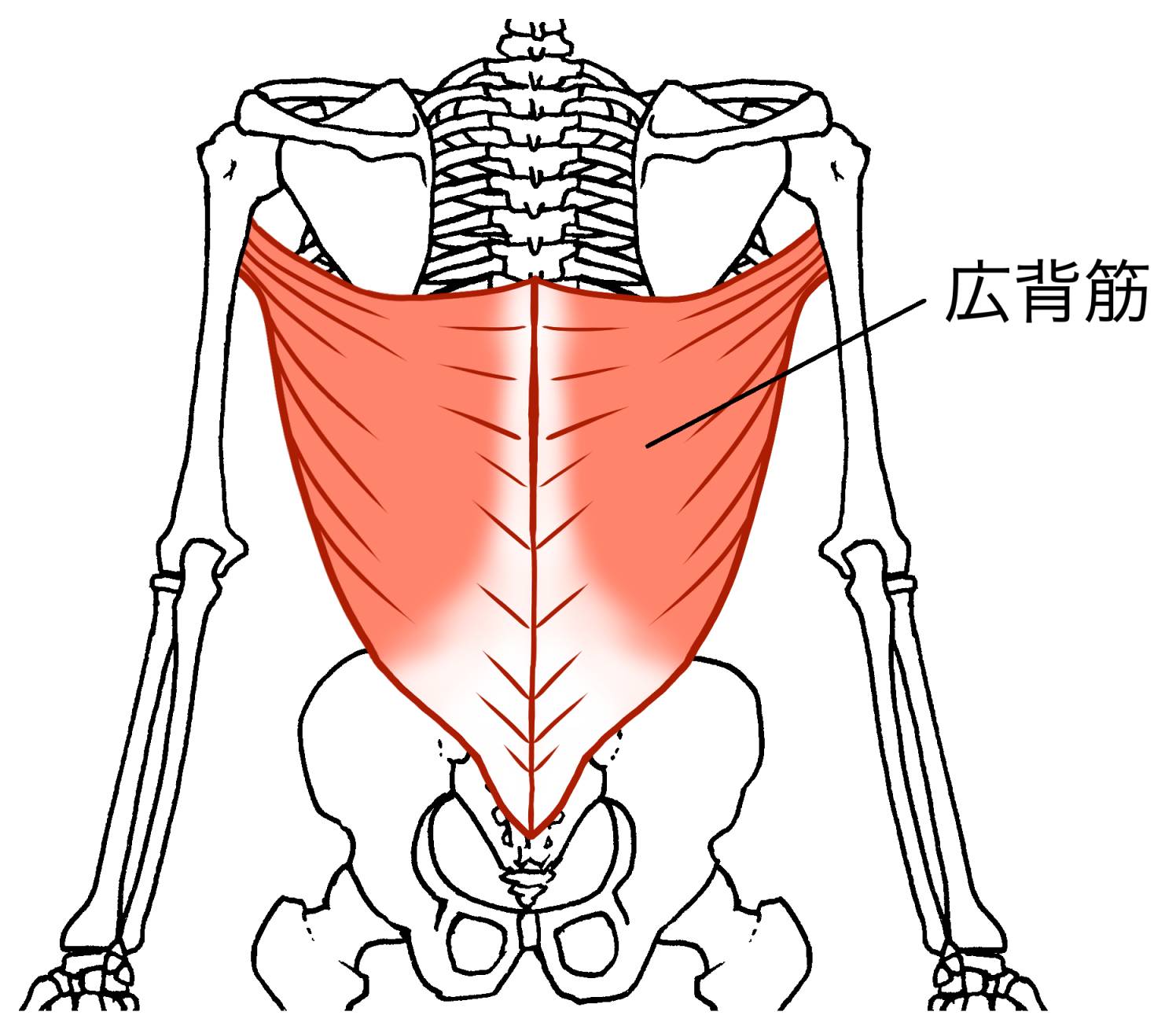 背中のお肉はおっぱいに移動する？ - 育乳ラボ