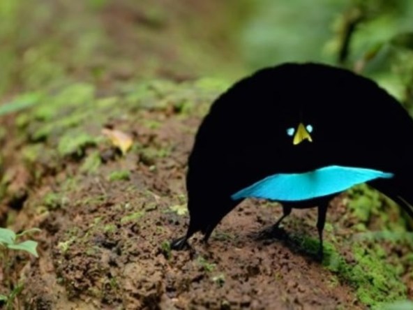 ダンスの表現力が豊かすぎる鳥 動画: らばQ