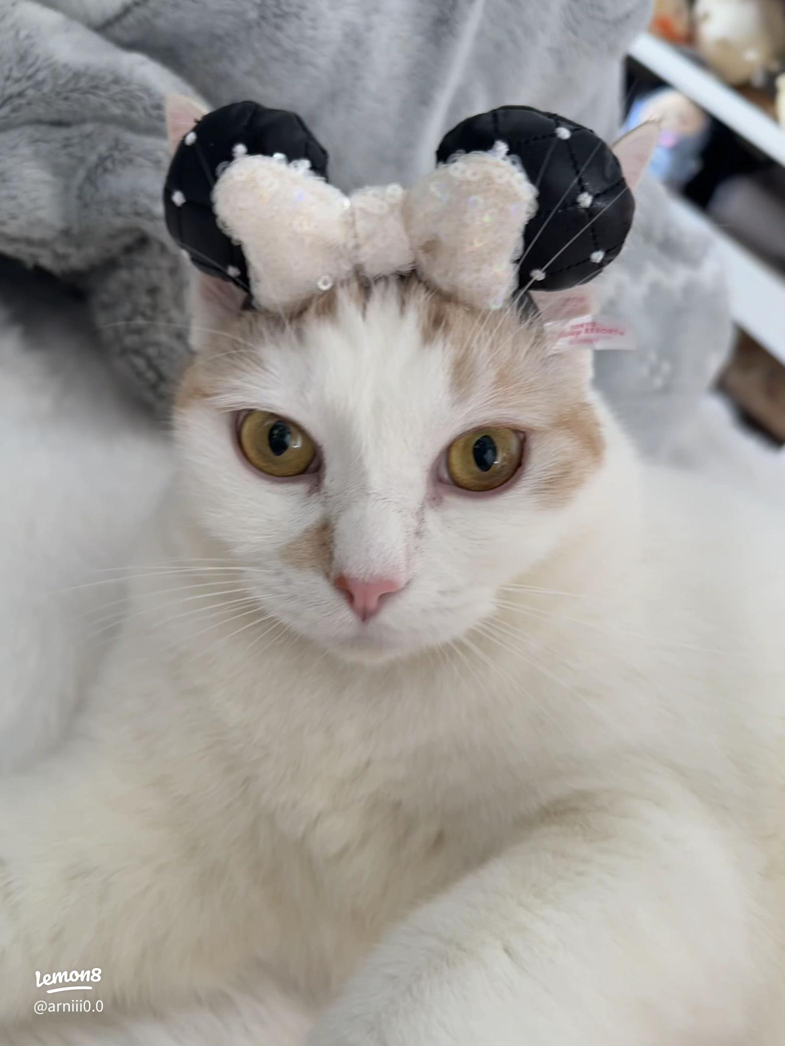 猫顔隠し インスタTikTok