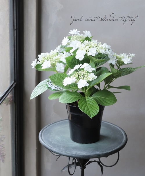 もりやま芦刈園 滋賀 の前撮り フォトウェディング ロケーション撮影事例elle pupaエルピューパ