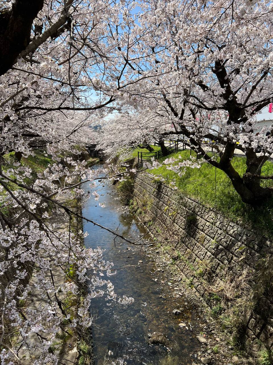 東三河桜の名所】オススメ花見スポットや桜まつり情報まとめ（豊橋・豊川・蒲郡・新城・田原） - TASUKI(タスキ)