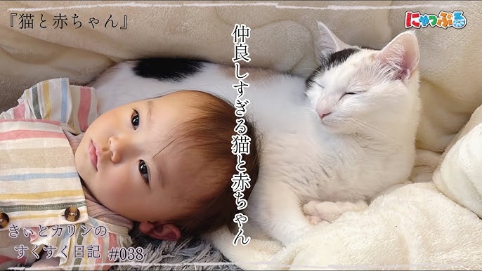 赤ちゃんを最優先してくれる兄猫の優しさに感動😭👏✨