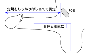 男性のペニスの平均サイズは何センチ？小さいデメリットや改善方法を解説 | ザヘルプM