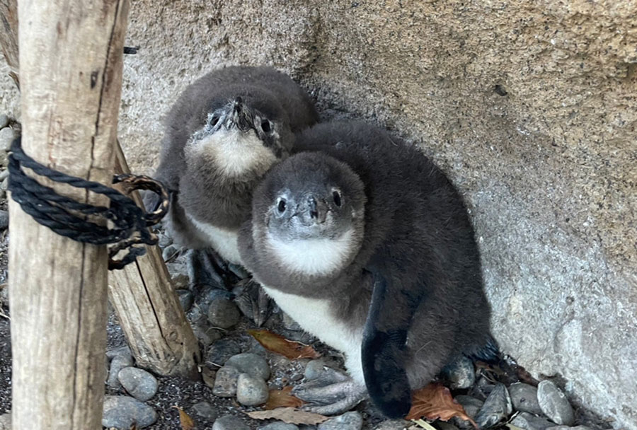 コウテイペンギンのヒナ」の写真素材9,653件の無料イラスト画像Adobe Stock