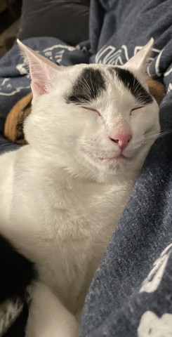 写真 乃木坂46の“寝顔シリーズ”がかわいすぎ！ 天使の寝顔をまとめてチェック - エンタメ - ニュース クランクイン