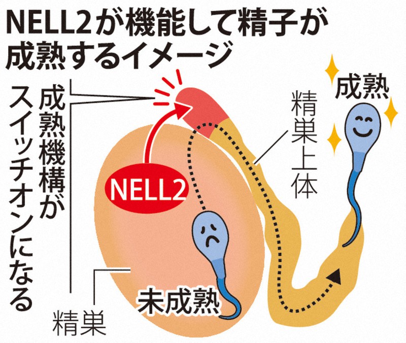 禁欲期間は短いほうが効果的！精子が満タンになるのは何日？【妊活男性必見】 | 妊活ならベビーライフ研究所