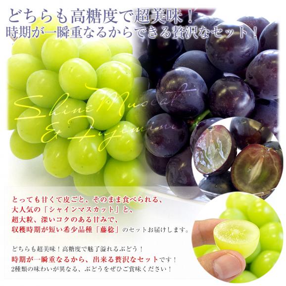 藤稔 ふじみのり のご紹介 – 神野農園