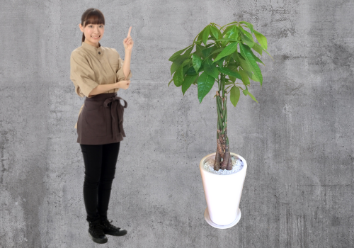 風水と観葉植物 選び方、置き場所、NG等を風水アドバイザーご提案観葉植物と風水のグリーンスマイル